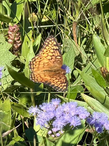 Variegated Fritillary