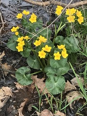 Caltha palustris radicans