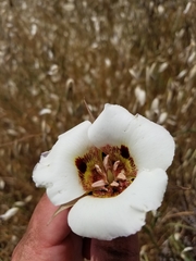 Calochortus vestae