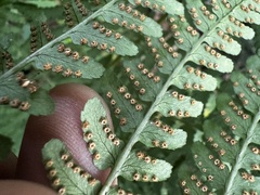 Dryopteris marginalis