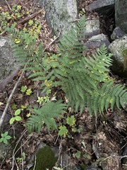 Dryopteris marginalis, photograph (c) Ben Redding, some rights reserved (CC BY)