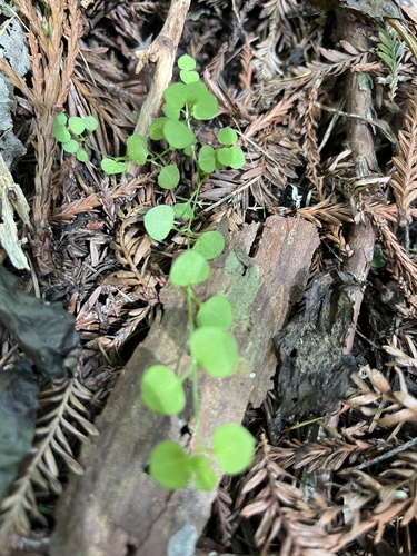Stellaria parviflora, photograph 1