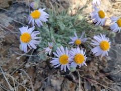 Erigeron poliospermus