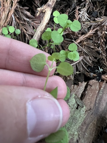 Stellaria parviflora, photograph 2