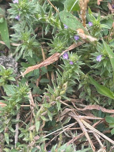 Bigbract Verbena