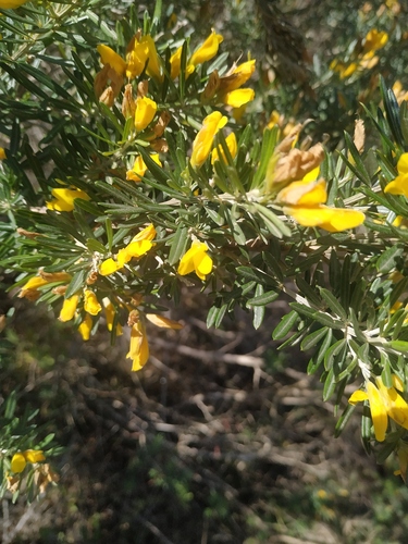 Genista linifolia