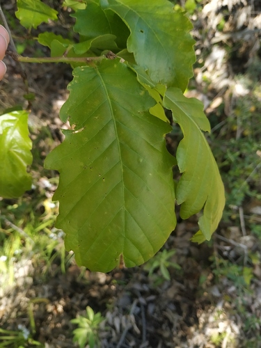 Quercus canariensis