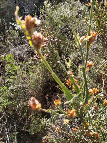 Genista tridentata