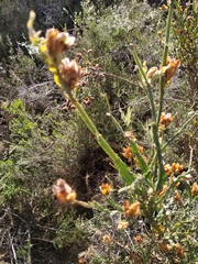 Genista tridentata