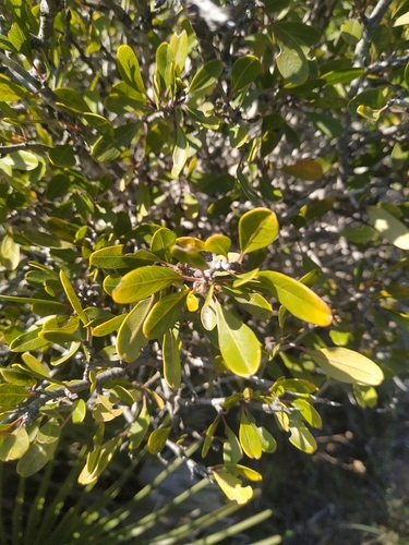 Rhamnus oleoides