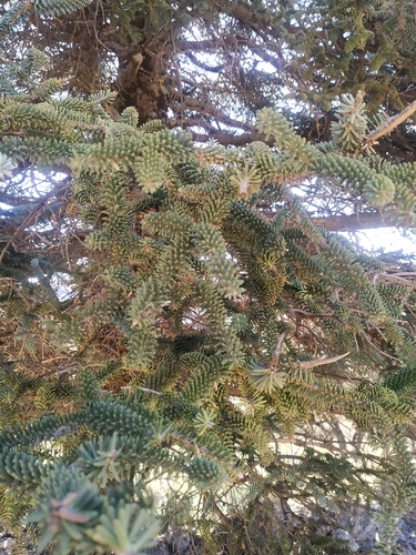 Abies pinsapo