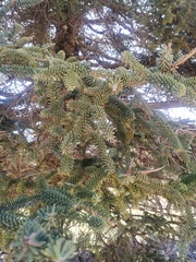 Abies pinsapo, photograph (c) Juan Rodríguez, some rights reserved (CC BY)