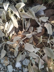 Phlomis crinita