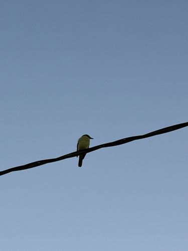 Great Kiskadee