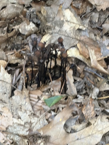 Monotropa uniflora, photograph 1