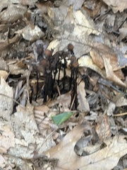Monotropa uniflora, photograph (c) Sinéad Tuttle-Lerner, some rights reserved (CC BY)