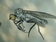 Hilara cornicula