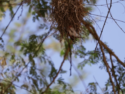iNaturalist image