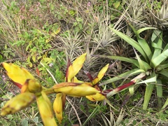 Tillandsia lajensis