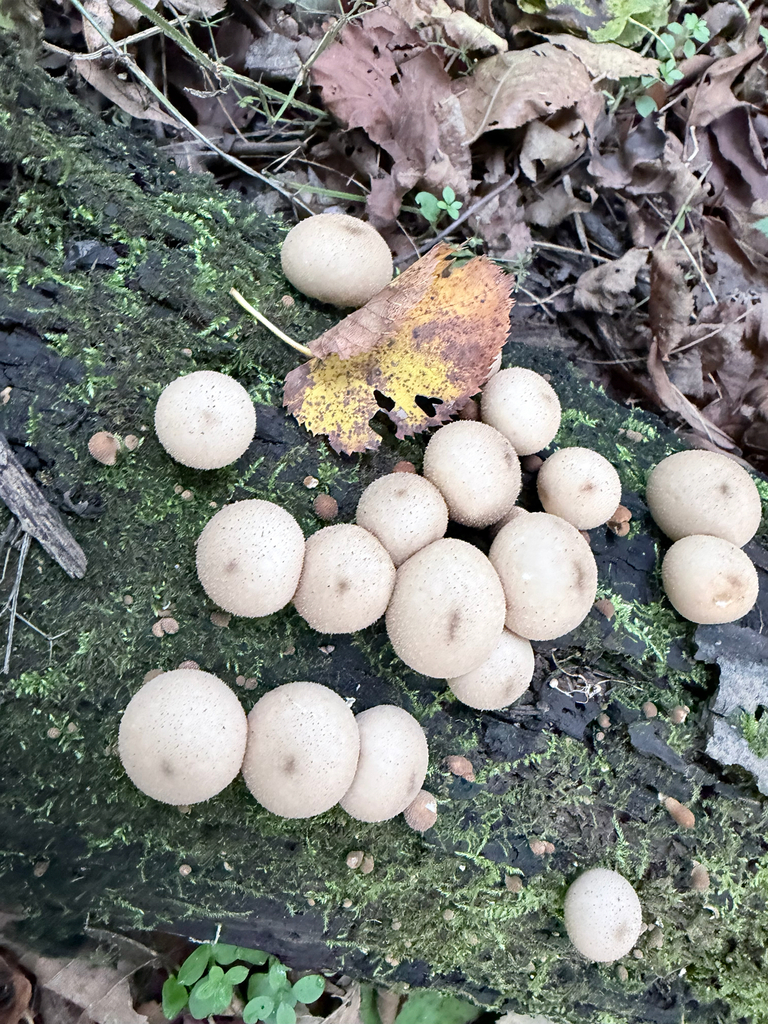 Pear-shaped Puffball · September 2026 · photo: Photo: (c) Erica Tava Johnson, some rights reserved (CC BY) · iNaturalist