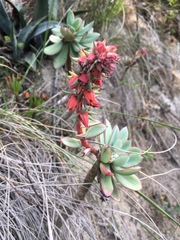 Echeveria quitensis