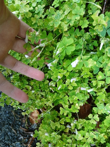 Oxalis incarnata