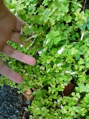 Oxalis incarnata