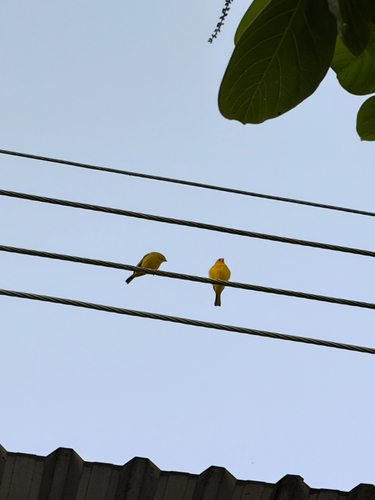 Saffron Finch