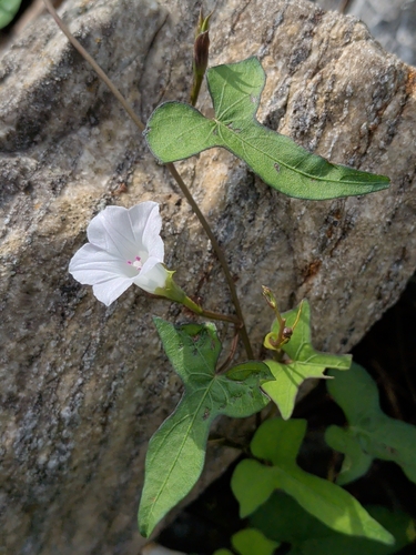 Ipomoea lacunosa