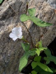Ipomoea lacunosa, photograph (c) Tom Field, some rights reserved (CC BY)