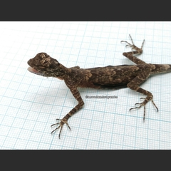 Draco