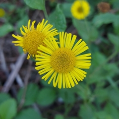 Pulicaria dysenterica
