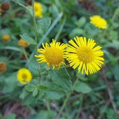 (c) fbalboa, some rights reserved (CC BY) Pulicaria dysenterica, photograph (c) fbalboa, some rights reserved (CC BY)