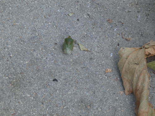 Southern Green Stink Bug