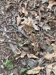 Epifagus virginiana