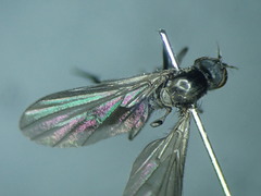 Hilara cornicula