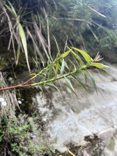 Dracophyllum strictum