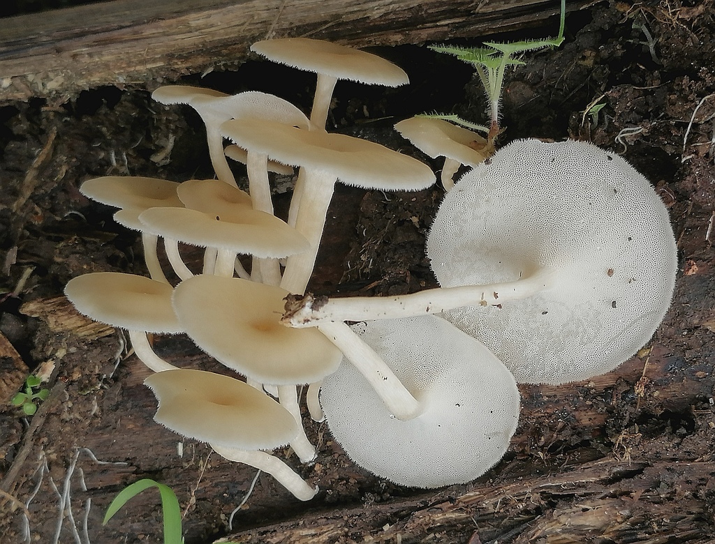 Lentinus flexipes