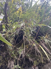 (c) Hannah Rogers, some rights reserved (CC BY) Dracophyllum strictum, photograph (c) Hannah Rogers, some rights reserved (CC BY)