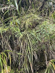 Carmichaelia australis