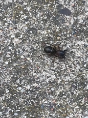 Castianeira cingulata