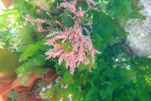 Asparagopsis armata observed 2026-09-24