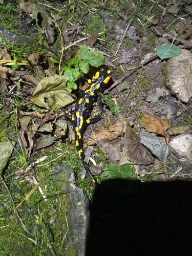 Fire Salamander