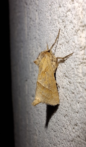 Triodia amasinus