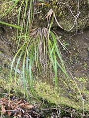 Poa anceps