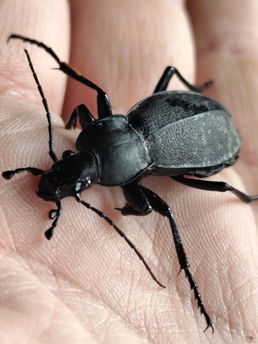 Leather Beetle