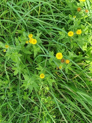 Common Fleabane