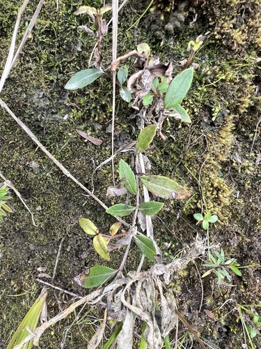 Veronica catarractae observed 2026-09-26