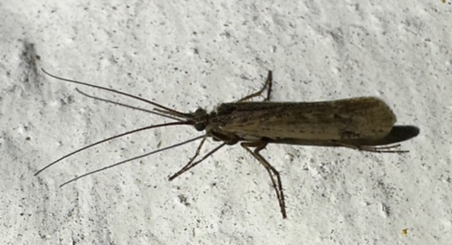 Limnephilus affinis
