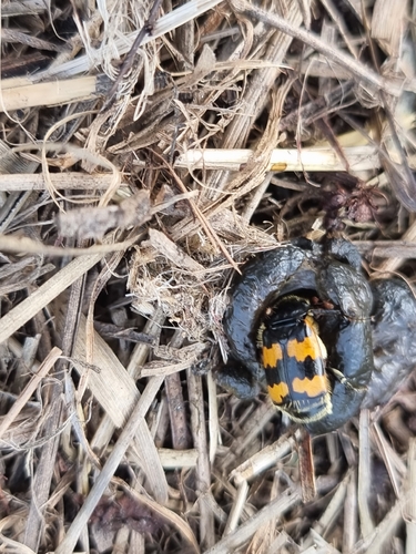 Vespillo Burying Beetle